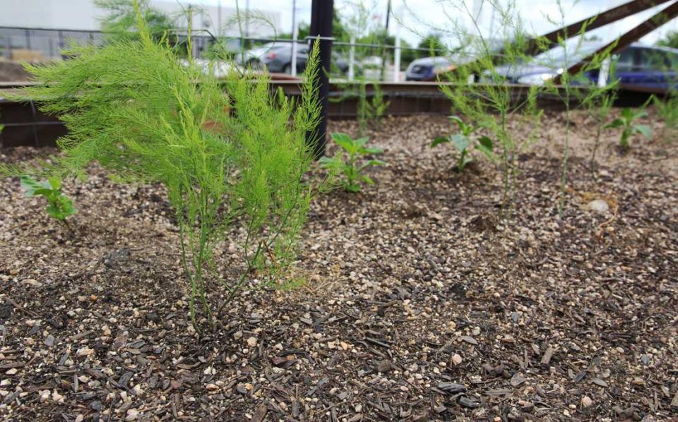 The Age of Asparagus