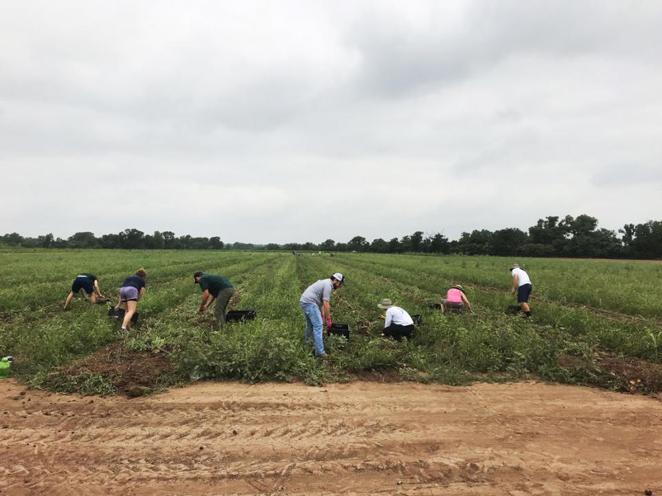Saving the Potatoes at Johnson’s Backyard Garden 
