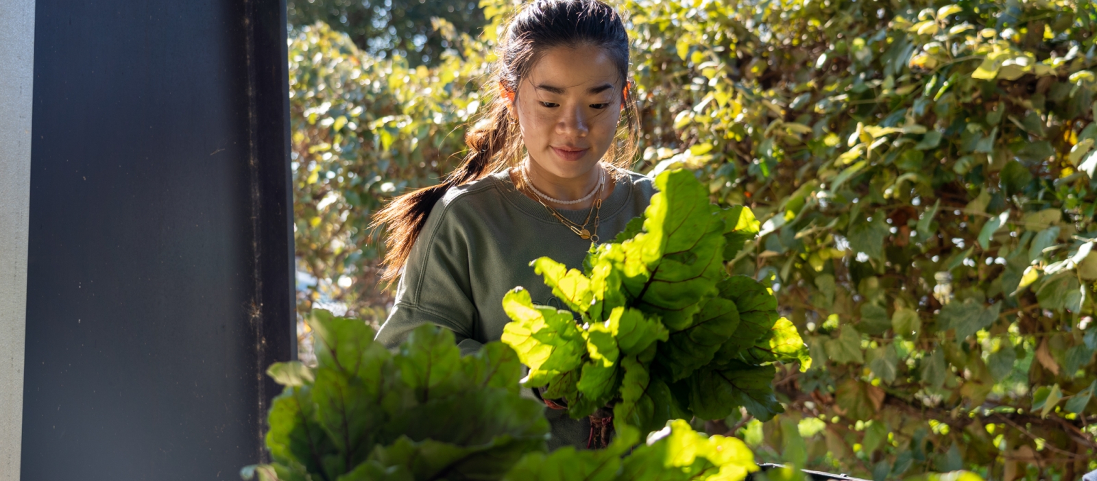 CTFB Volunteer in Fresh Market Farm